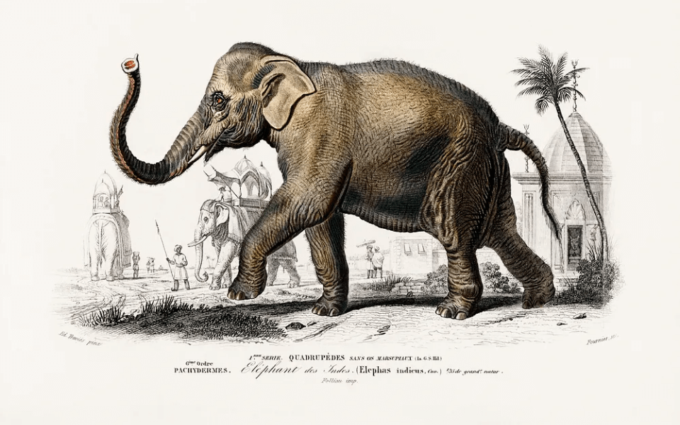 illustration vintage d'un éléphant symbolisant la redaction web SEO voyage
