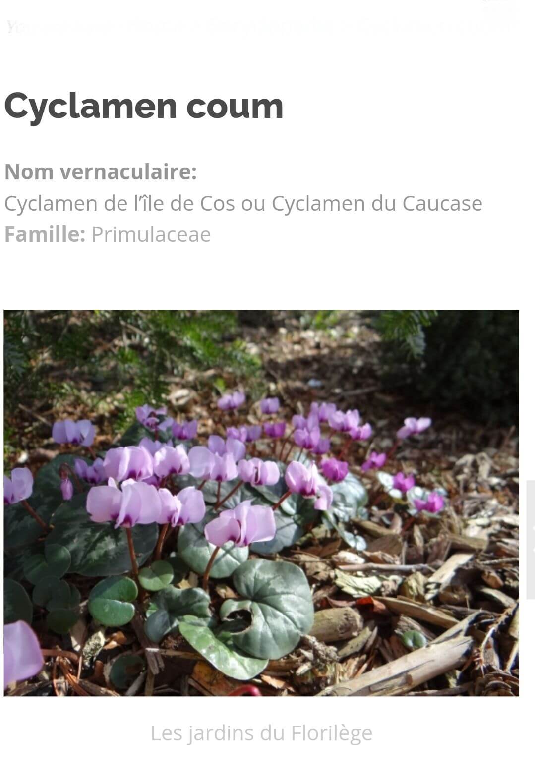 fiche botanique cyclamen coum